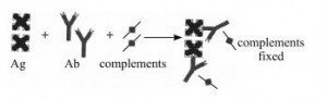 Complement Fixation - Fixation of Complement