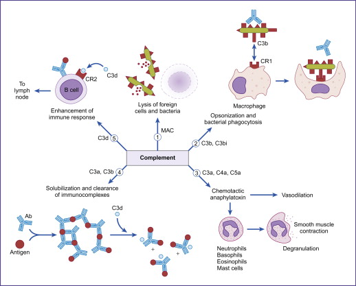 Function of complement Pathway - Function of Complement Pathway
