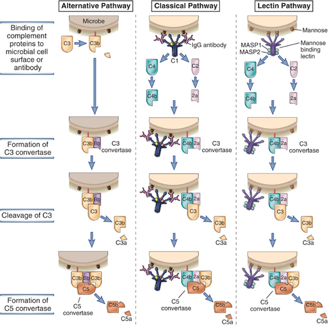 Complement (components of innate immune system) - Activation of different pathways of complement