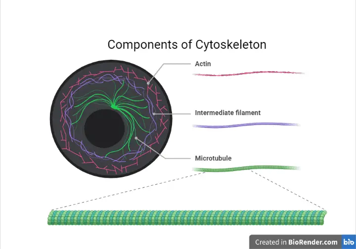 components of cytoskeleton - Components of cytoskeleton