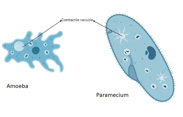 Contractile vacuoles in protists - Contractile vacuole in protists (amoeba and paramecium)
