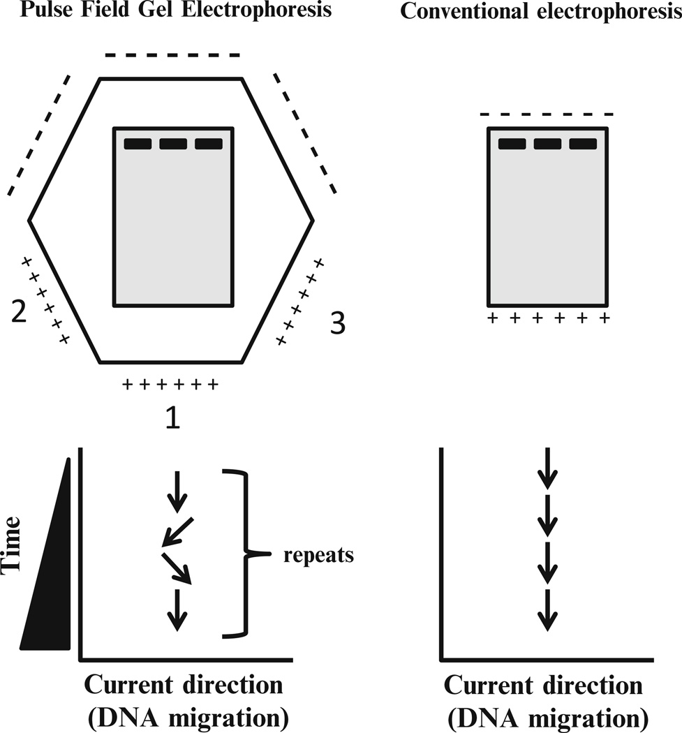  - PFGE vs Conventional electrophoresis (Image source: Ref-2)