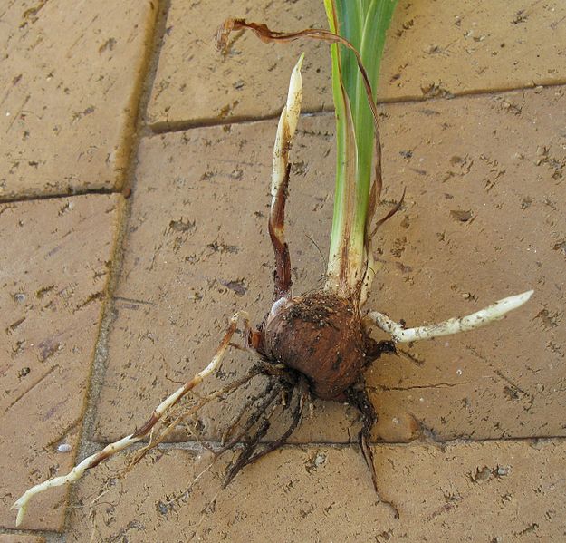 Corm stolons - Stolons growing from nodes in corm of Crocosmia