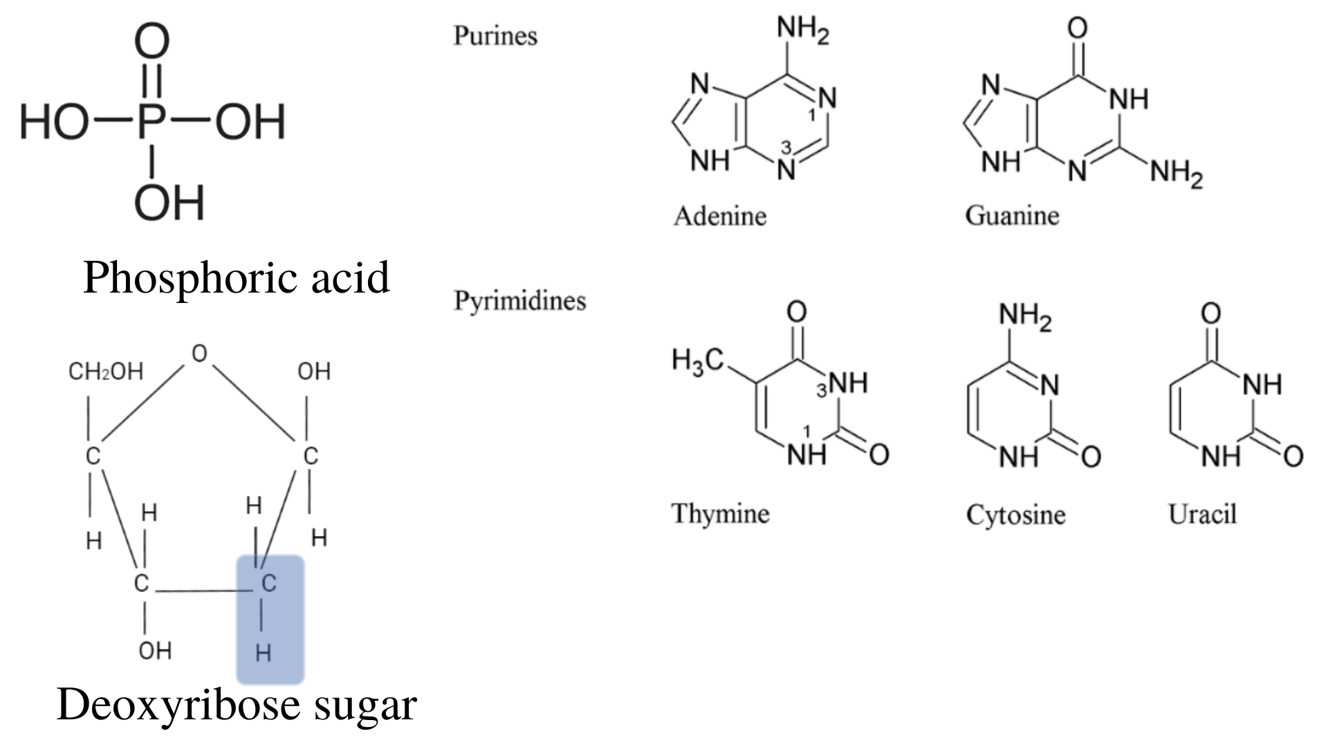 phosphoric acid , deoxyribose sugar, and nitrogenous bases - Phosphoric acid, deoxyribose sugar, and nitrogenous bases