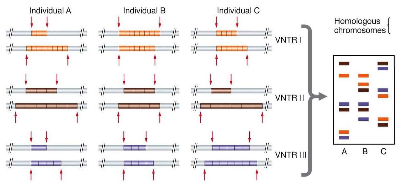 DNA Fingerprinting - Fig: Variable Number of Tandem RepeatsSource: MGA2 09-06