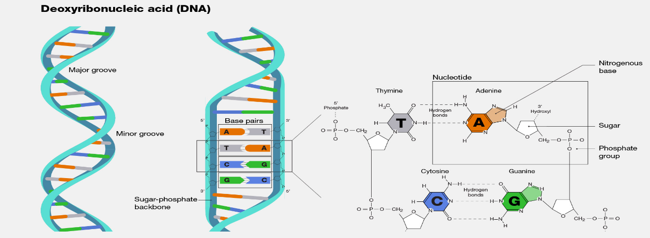 Structure of DNA - Structure of DNA,Courtesy: National Human Genome Research Institute