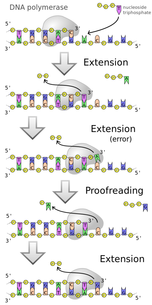 DNA polymerase - Diagram of DNA polymerase extending a DNA strand and proof-reading