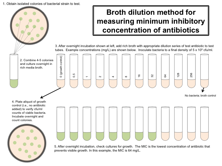 Broth dilution method for measuring minimum inhibitory concentration of antibiotics. (image source:labome.com) - Broth dilution method for measuring the minimum inhibitory concentration of antibiotics.(image source:labome.com)