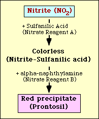 Fig. Diagrammatic representation of the detection of nitrite in medium - Fig. Diagrammatic representation of the detection of nitrite in medium