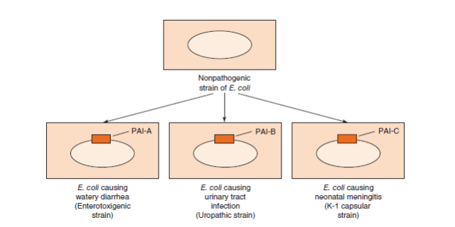 - Different strains ofEscherichia coliand diseases caused by them (Image source: Ref-1)