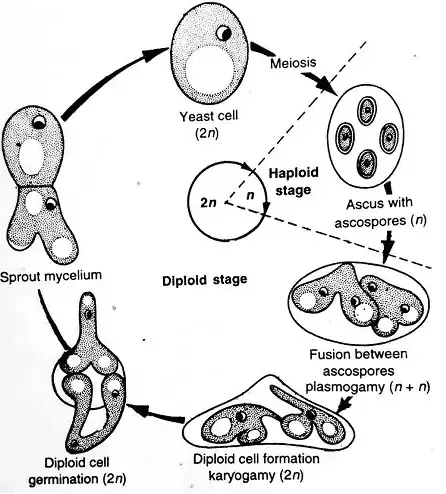 Diplobiontic lifecycle - Diplobiontic lifecycle