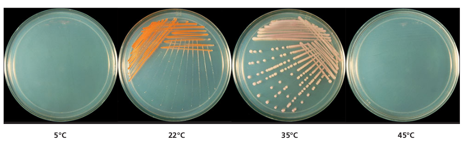  - A nutrient agar plate inoculated with a mesophile and incubated at different temperatures. Effect of temperature on the growth and pigmentation of the isolate can be seen clearly. (Image source: Ref-2)