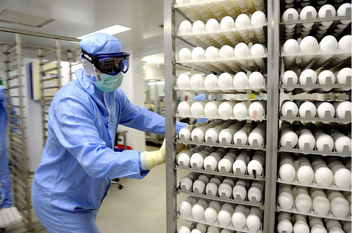 - Handling of eggs in a influenza vaccine plant