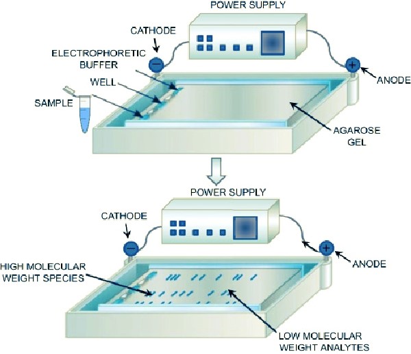 Agarose gel electrophoresis - Figure source:https://www.sciencedirect.com/topics/pharmacology-toxicology-and-pharmaceutical-science/agarose-gel-electrophoresis