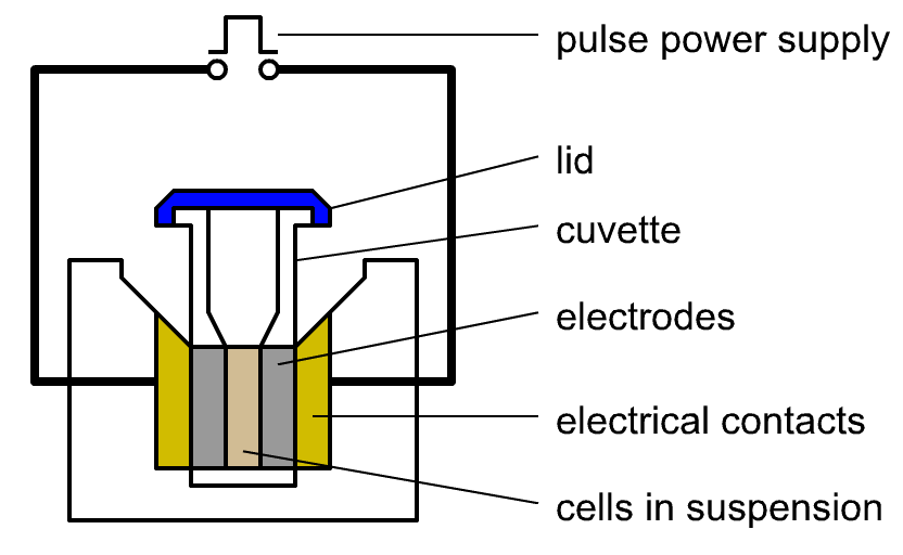 Electroporation - A diagram of the main components of an electroporator with cuvette loaded