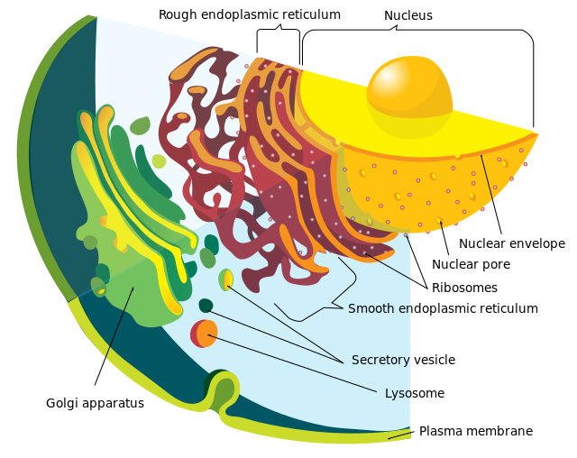 Endomembrane system of eukaryotic cell - The diagram shows a endomembrane system on a Eukaryote cell