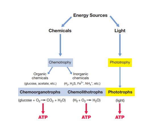  - Metabolic process for conserving energy