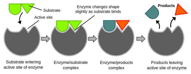 Enzyme substrate binding - Enzyme substrate binding