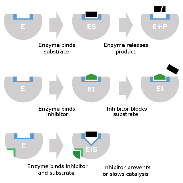 Enzyme inhibitors - Top: enzyme accelerates conversion of substrates to products. Middle: by binding to enzyme, inhibitor blocks binding of substrate. Bottom: by binding to enzyme, inhibitor disrups conversion of substrates to products. Binding sites in blue, substrates in black, inhibitors in green, allosteric site in light green.