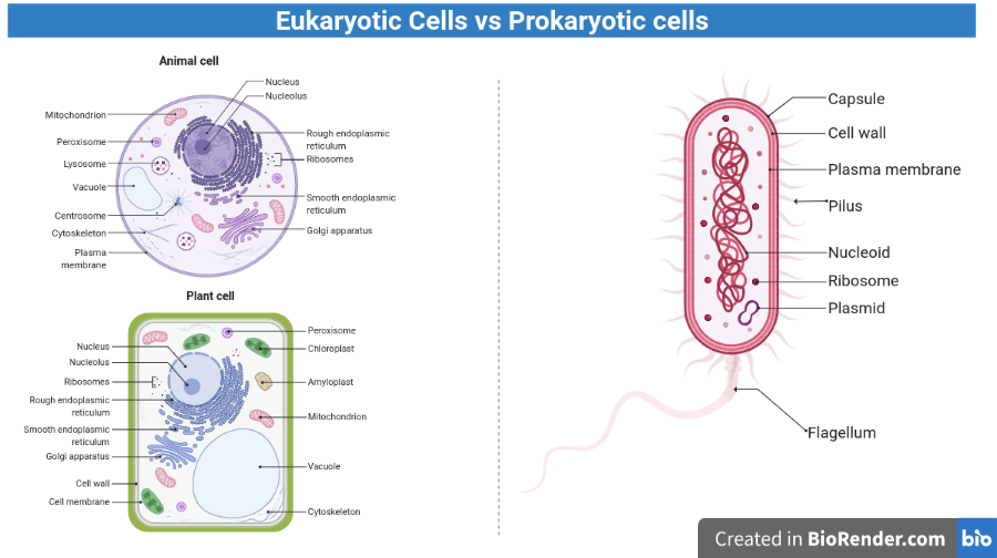 Eukaryotic and Prokaryotic cells  - Eukaryotic and Prokaryotic cells (Created with BioRender.com)