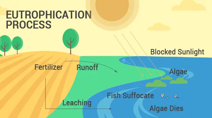 Process of Eutrophication