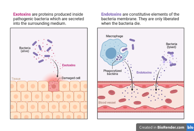  - Exotoxins vs. Endotoxins (created with BioRender.com)