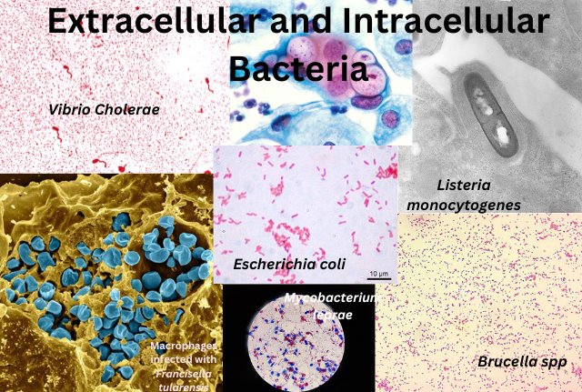 Extracellular and Intracellular Bacteria