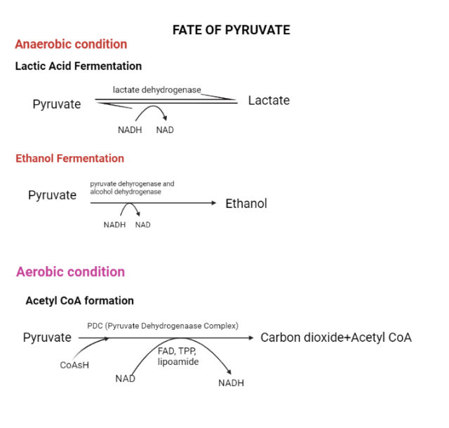 Different Fates of Pyruvate