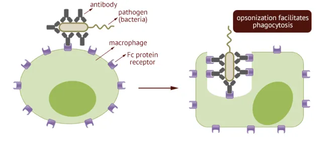 Antibody mediated opsonization - Fc receptor-mediated Opsonization(Image source: philpoteducation)
