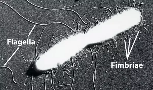Electron micrograph of Salmonella typhi showing flagella and fimbriae - Electron micrograph ofSalmonella typhishowing flagella and fimbriae (Image source: J.P.Duguid and J.F. Wilkinson)
