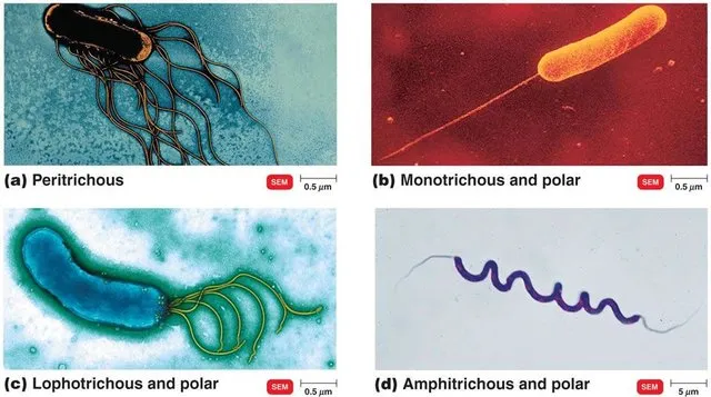 Flagellar arrangement of bacteria - Flagellar arrangement in bacteria (Image source:Cedric Woudstra)