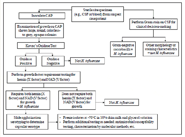 Flow chart Haemophilus influenzae identification - Flow chartHaemophilus influenzaeidentification