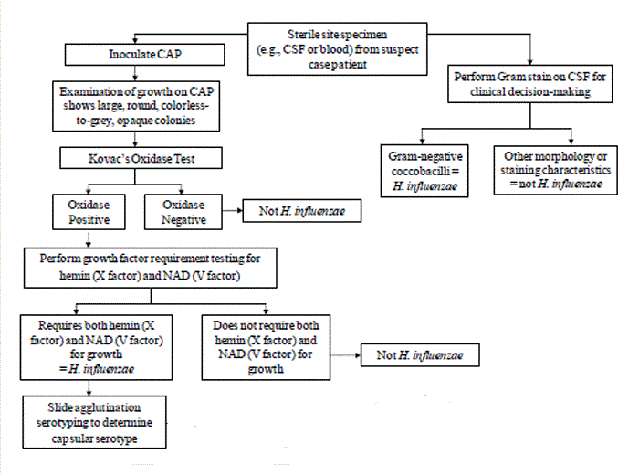 Flow chart for identification and characterization of a H. influenzae isolate - Fig. 1: Flow chart for identification and characterization ofH. influenzaeisolate