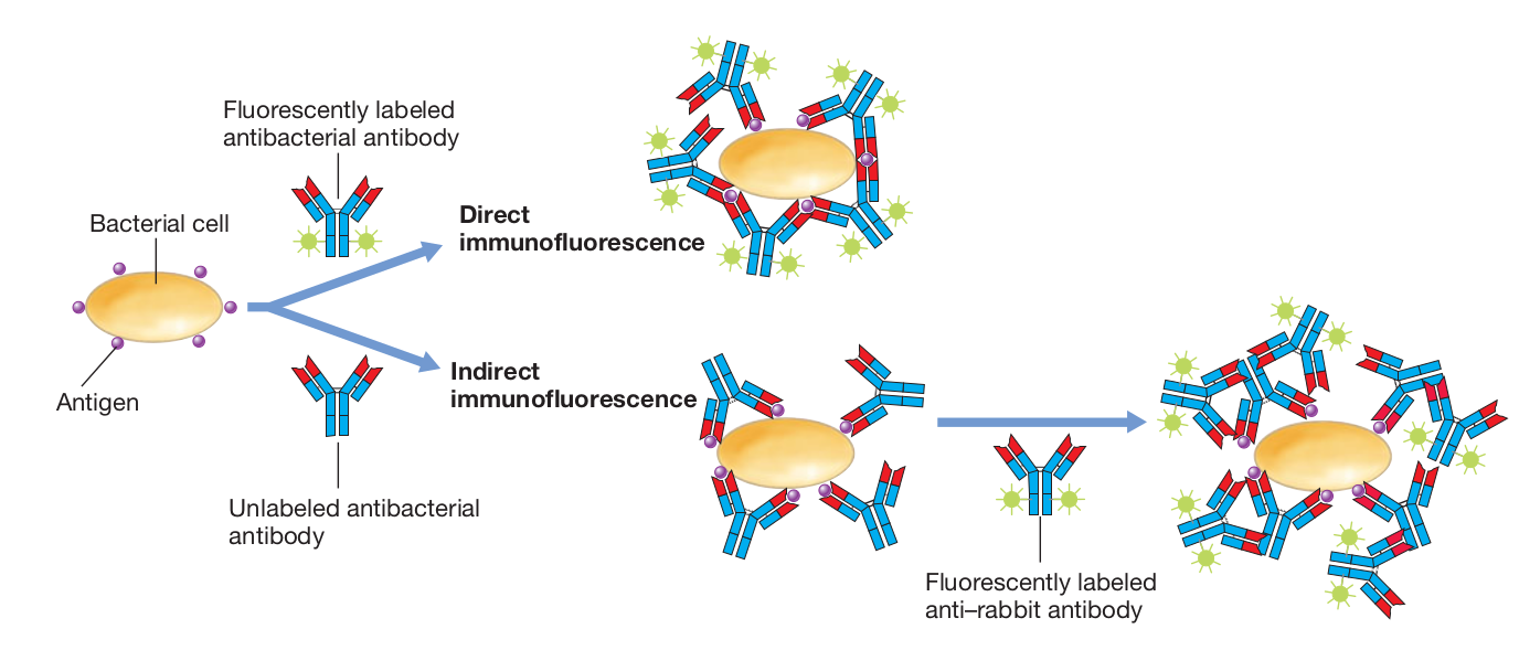 Fluorescent antibody methods for detection of microbial surface antigens - Fluorescent antibody methods for detection of microbial surface antigens(Image source: Brock Biology of Microorganisms)