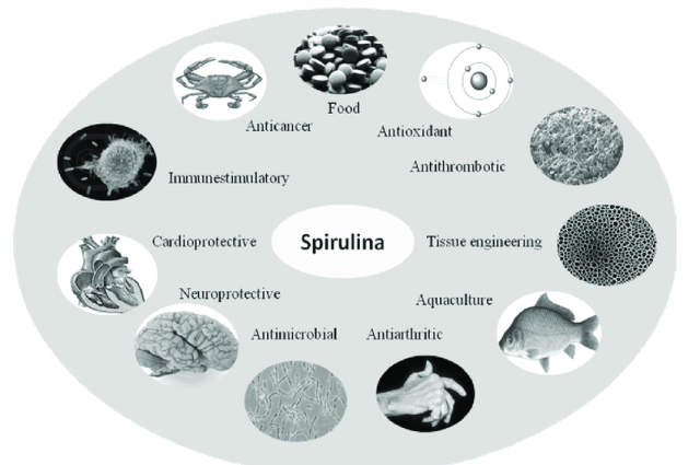 Food and Pharmaceutical applications of Spirulina - Food and Pharmaceutical applications ofSpirulina(Image source)