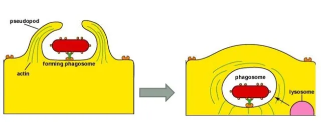 Formation of Phagosomes - Formation of phagosome(Image source: Gary E. Kaiser)