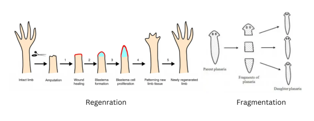 Fragmentation and regeneration