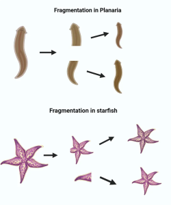 Fragmentation