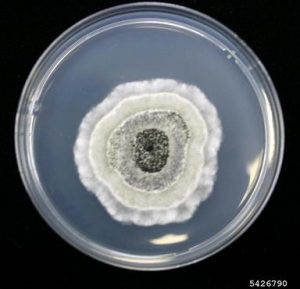 Fungal colony in PDA Source:Rachel Brown, University of Florida, Bugwood.org - Fungal colony in PDASource:Rachel Brown, University of Florida, Bugwood.org