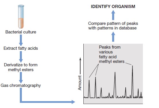 Application of Gas Chromatography for the Identification of Microorganism - Application of Gas Chromatography for the Identification of Microorganisms