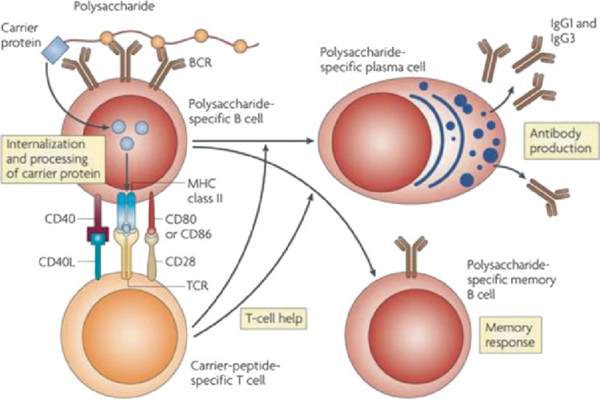 Generation of IgG response against polysaccharide antigen by conjugate vaccine - Generation of IgG response against polysaccharide antigen by conjugate vaccine