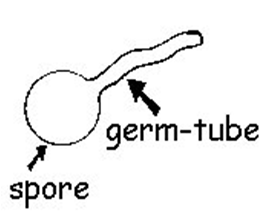 Germ tube - Germ Tube