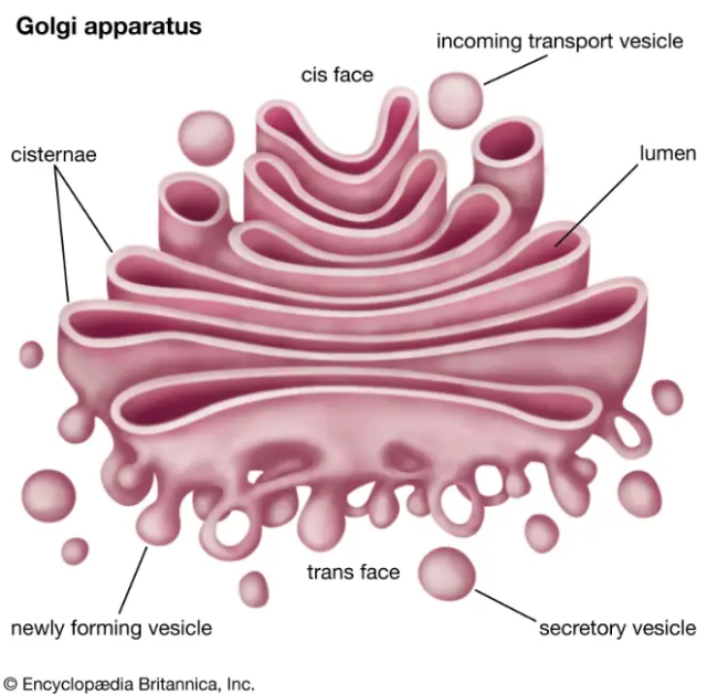 Golgi body (Golgi complex), - Golgi body (Golgi complex), Source: Encyclopaedia Britannica, Inc.