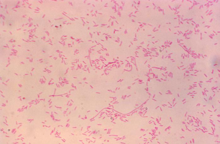 Gram negative pleomorphic rods of Legionella pneumophila - Gram-negative pleomorphic rods ofLegionella pneumophila(Image source: CDC/ Dr. Gilda Jones)