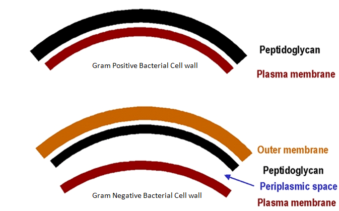 Gram positive and gram negative cell wall - Difference between Gram-positive and Gram-negative bacterial cell wall