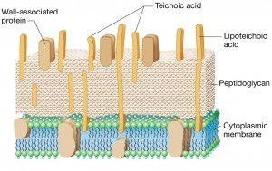 Gram Positive Cell wall with Teichoic acid - Gram Positive cell wall with Teichoic acid