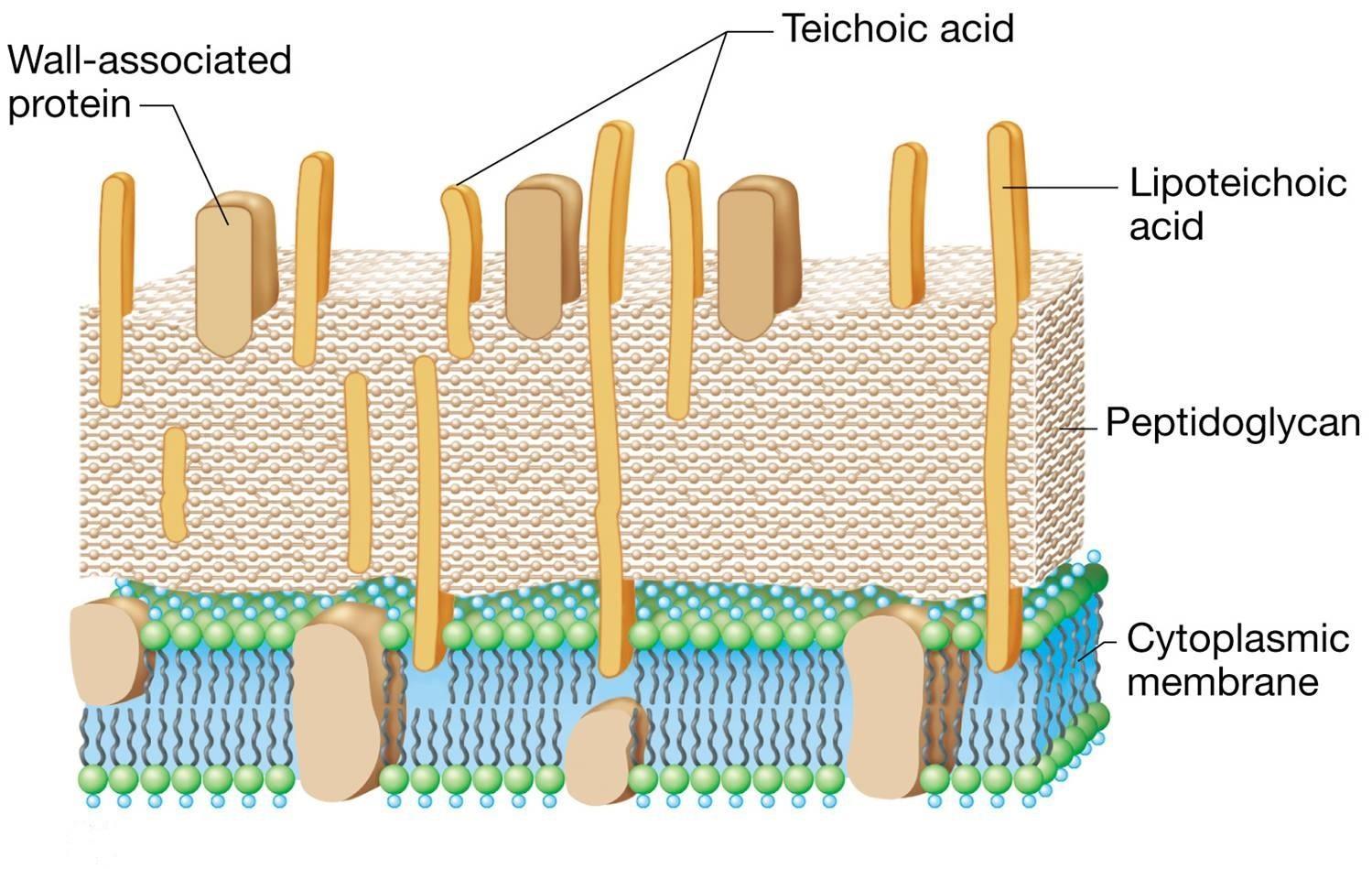 Teichoic acid and lipoteichoic acid in Peptidoglycan layer - Gram-positive Cell wall with Teichoic acid