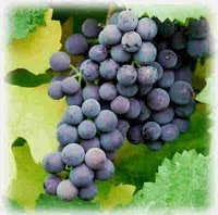 Grape like cluster