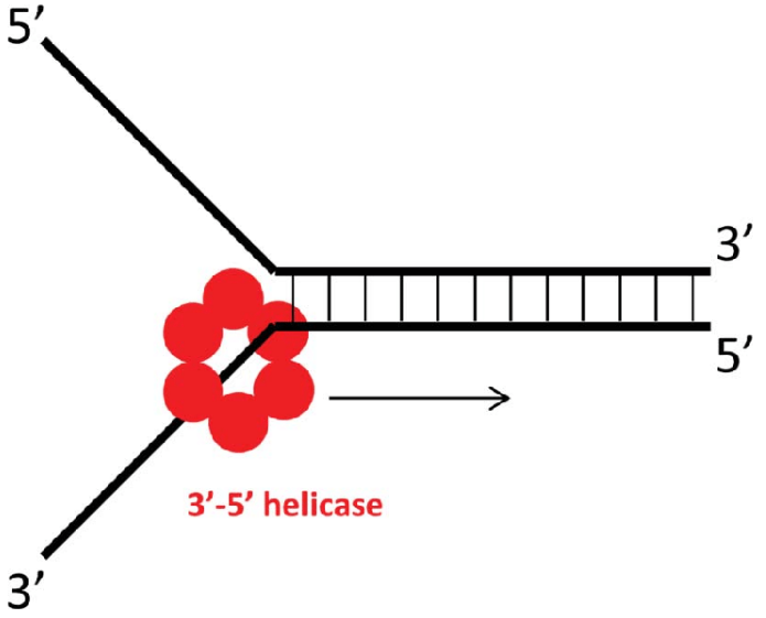 helicase - Image source: DOI:10.4161/23723548.2014.963429