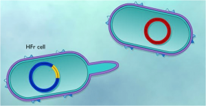 HFr (high frequency recombination) Cell: F plasmid integrated in to Bacterial chromosome - HFR Cell: F plasmid integrated into the bacterial chromosome